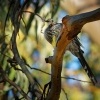 Lalocnatka tasmanska - Anthochaera paradoxa - Yellow Wattlebird 2793